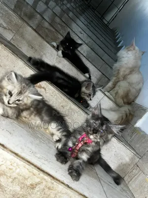 1-3 months Male Purebred Maine Coon