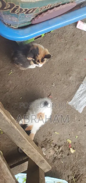 1-3 months Female Mixed Breed Cat