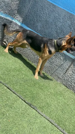 1+ year Male Purebred German Shepherd