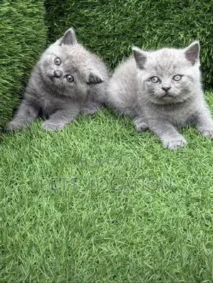 1-3 months Female Purebred British Shorthair