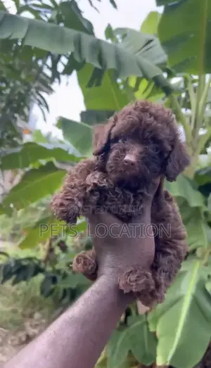 1-3 months Female Purebred Poodle