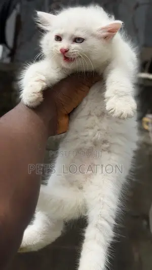 1-3 months Male Purebred Persian