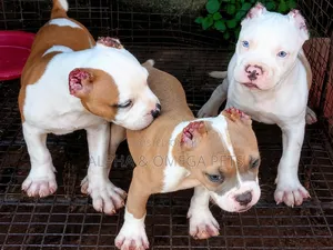 1-3 months Female Purebred American Bully