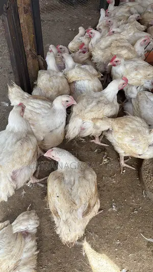 Live Broiler