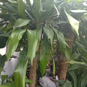 Indoor and Outdoor Plants