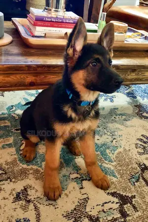 1-3 months Female Purebred German Shepherd