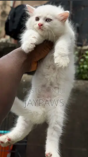 1-3 months Male Purebred Persian