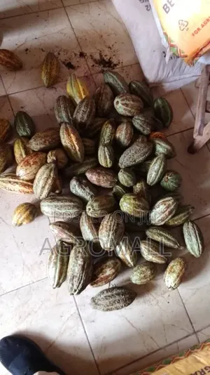 Cocoa Seed _1pod