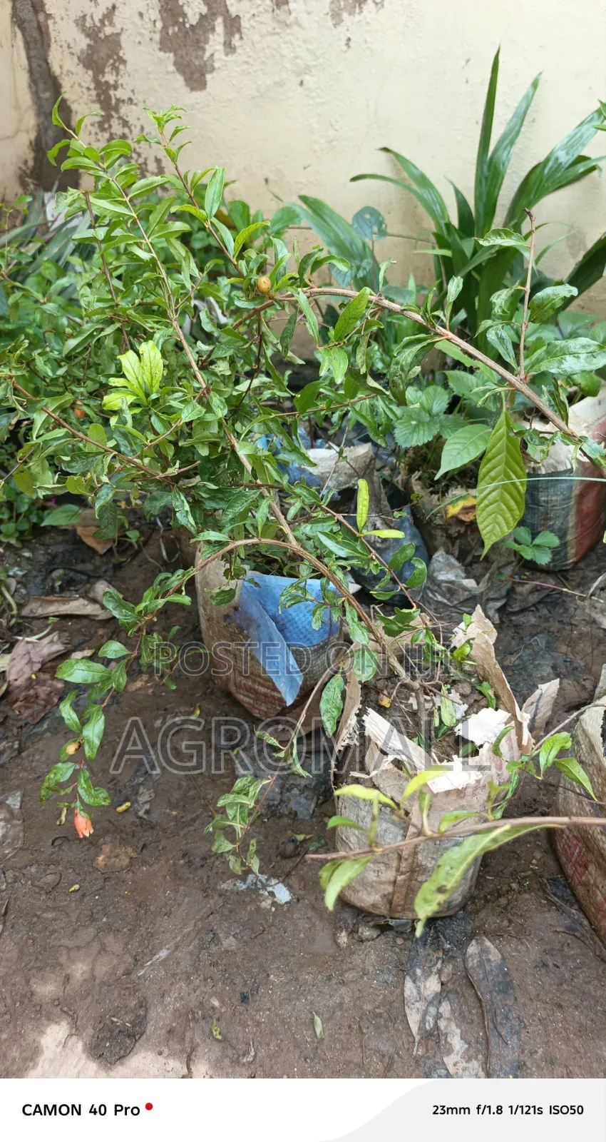 Pomegranate Seedling