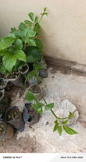 Ugwu Seedling