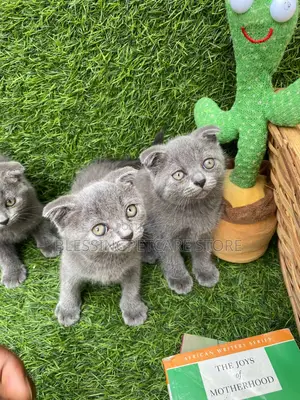 1-3 months Female Purebred Scottish Fold