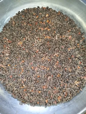 Grape Seeds 100g