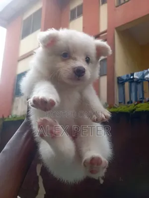 1-3 months Female Purebred American Eskimo