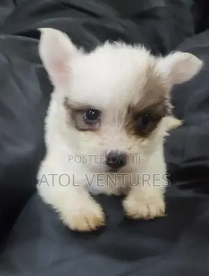 1-3 months Male Mixed Breed Lhasa Apso