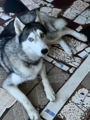 1+ year Female Purebred Siberian Husky