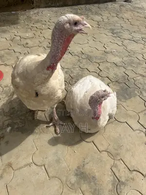 Mature Turkey