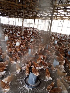 Layer Chicken, Pullets ,
