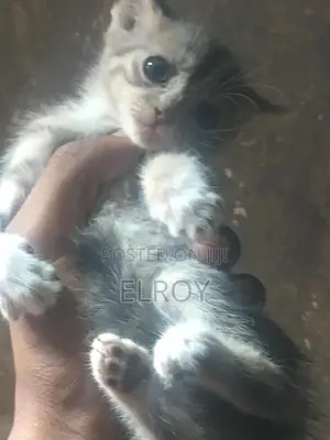 1-3 months Female Purebred Tabby