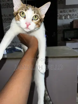 3-6 months Male Mixed Breed American Shorthair