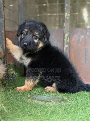 1-3 months Female Purebred German Shepherd