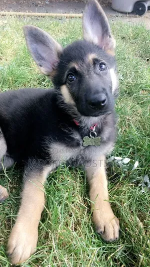 1+ year Female Purebred German Shepherd