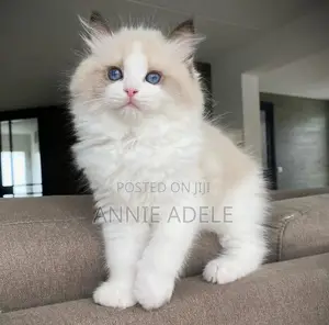 1-3 months Male Purebred Ragdoll