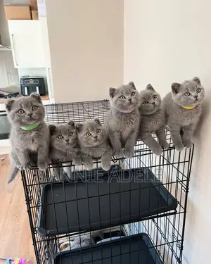 1-3 months Male Purebred British Shorthair