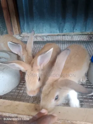 Live Rabbit for Meat Production