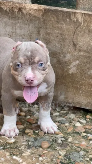 1-3 months Male Purebred American Bully