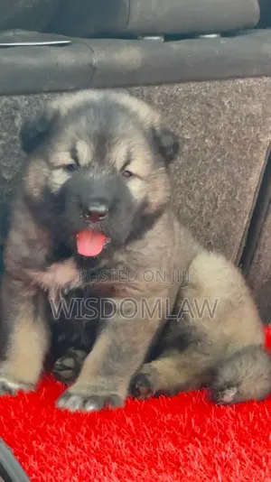 1-3 months Male Purebred Caucasian Shepherd