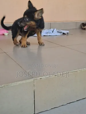 1-3 months Female Purebred German Shepherd
