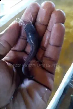Catfish Juvenile