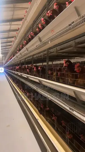 Automatic Battery Cages For Layer Poultry Cages
