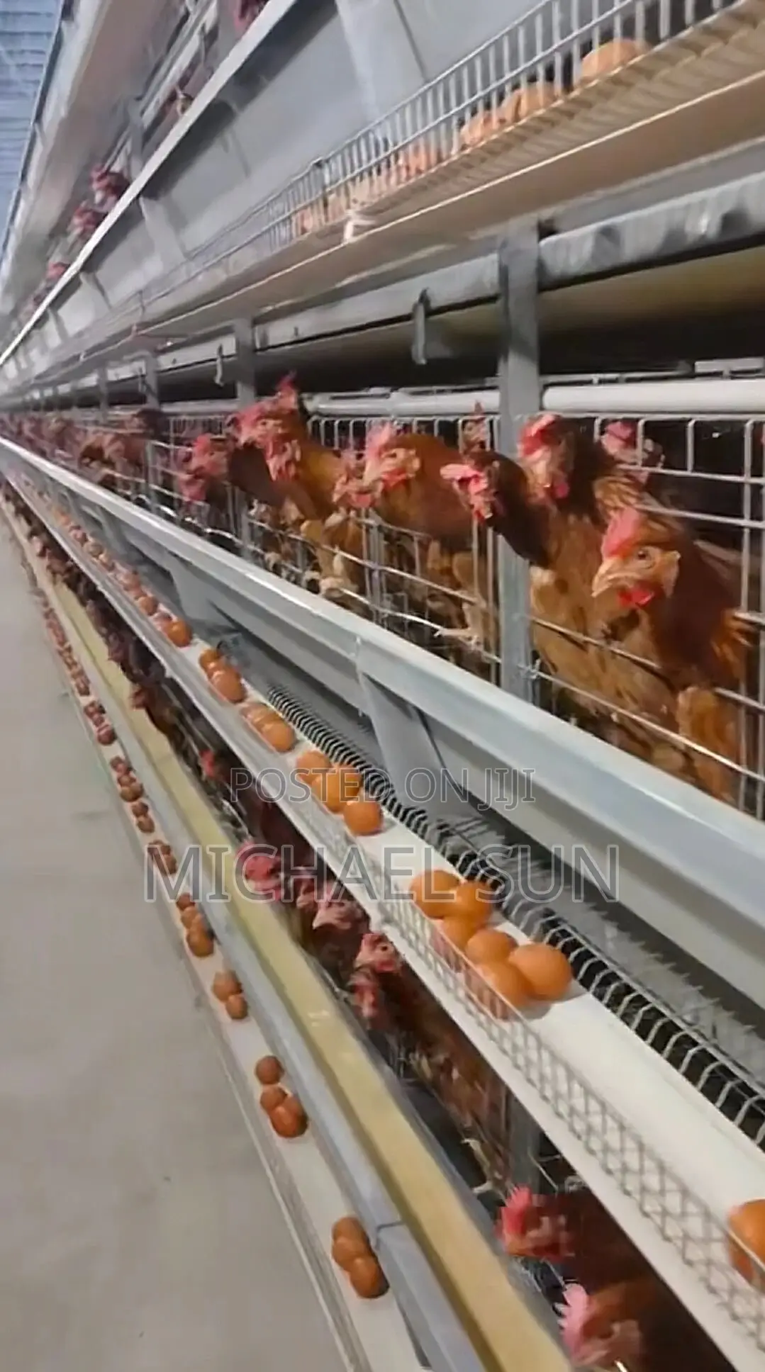 Automatic Battery Cages For Layer Poultry Cages