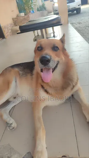 1+ year Male Purebred German Shepherd