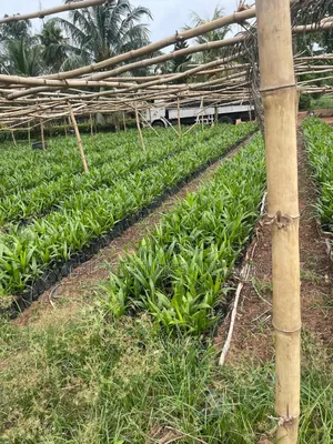 Invest in Farm Estate That Pays You Yearly While the Land Belongs to U