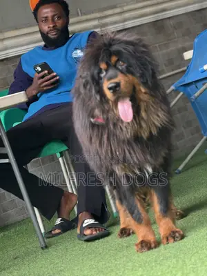1+ year Female Purebred Tibetan Mastiff