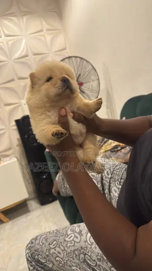 0-1 month Male Purebred Chow Chow