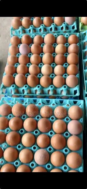 Fresh Farm Eggs Crates Available for Wholesale. (In All Sizes)