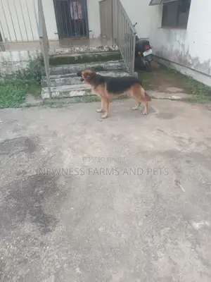 1+ year Female Purebred German Shepherd