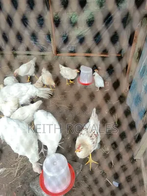 Cockerel and Turkey for Sale