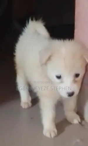1-3 months Female Purebred American Eskimo