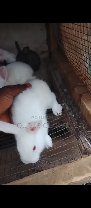 Bunnies for Sale