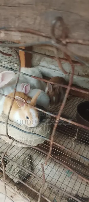 Over 50 Plus Bunnies for Sale ( Rabbit ) Currently Available