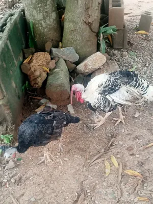 Fully Grown Local Turkey