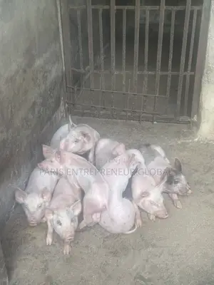 Tn 90 Weaners for Sell