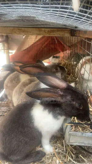 Healthy Matured Improved Dutch Rabbits!