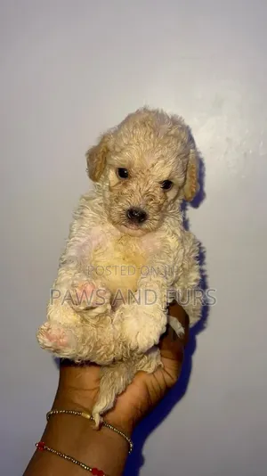 1-3 months Female Purebred Poodle
