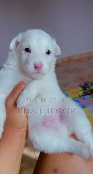 0-1 month Male Purebred American Eskimo