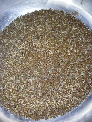 Cassia Seeds